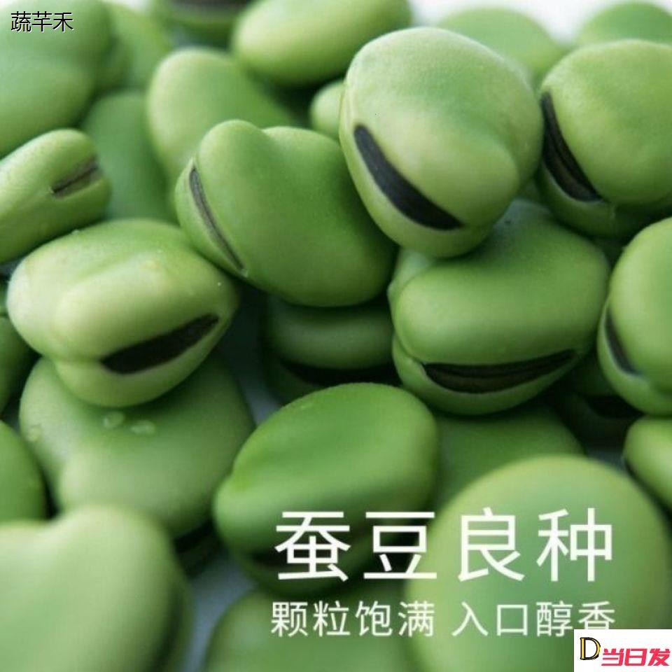 新种蚕豆种子北斗七星特大高产罗汉豆种籽春秋冬季播种早熟耐寒胡