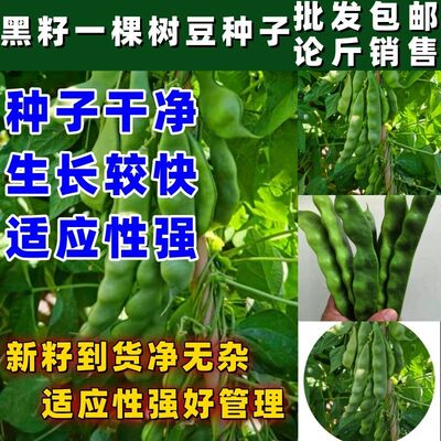 黑籽一棵树油豆角种子东北架豆芸豆角籽高产无筋开锅烂油蔬菜种子