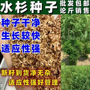 水杉树种子梳子杉园林庭院景观高直壮挺拔树木当年新采绿化树木