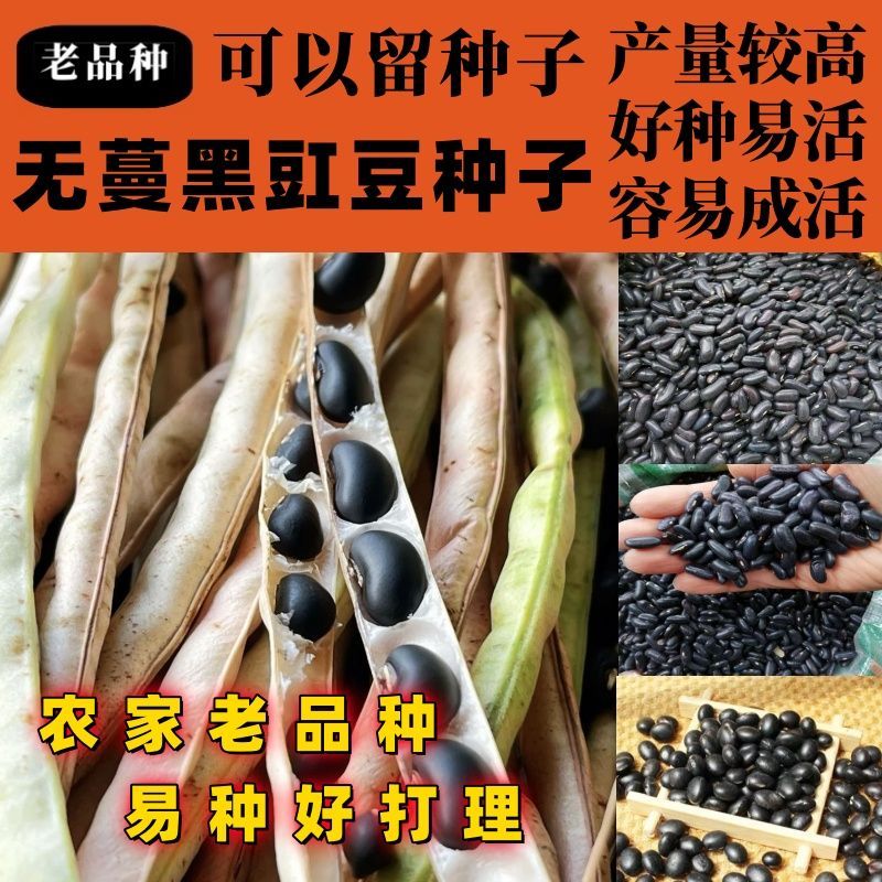 老品种无蔓黑豇豆种子豆种子大高产大豆种籽黑豆种子绿芯豆种子图片
