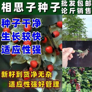 相思子种子四季种籽籽好看好种量大实惠相思种子四季种植当季新籽