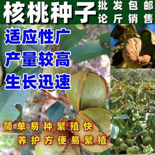 新采核桃种子皮薄核桃树种子薄皮核桃树品种核桃种子生长较快