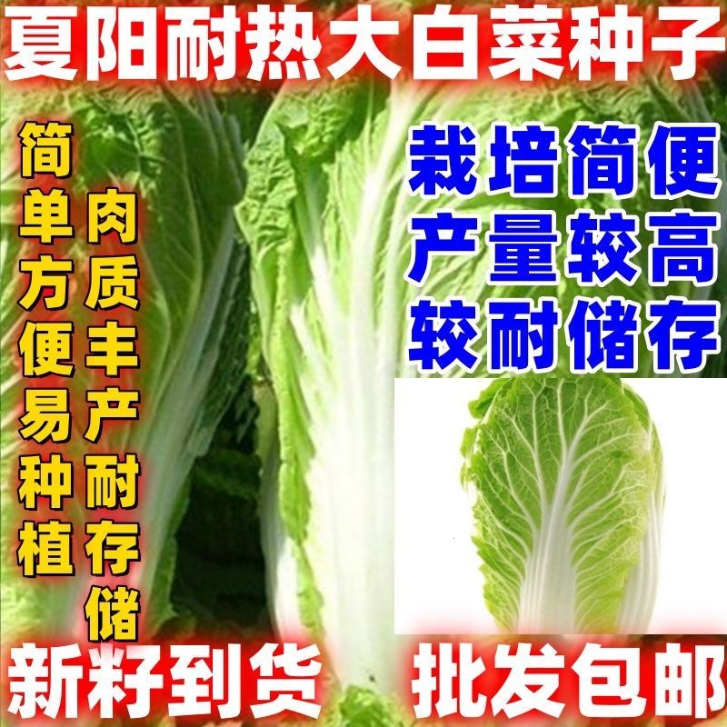 早熟夏阳白菜种子抗热季