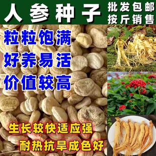 人参种子长白山野人参西洋参花旗参四季易发芽材种籽阳台盆栽按斤