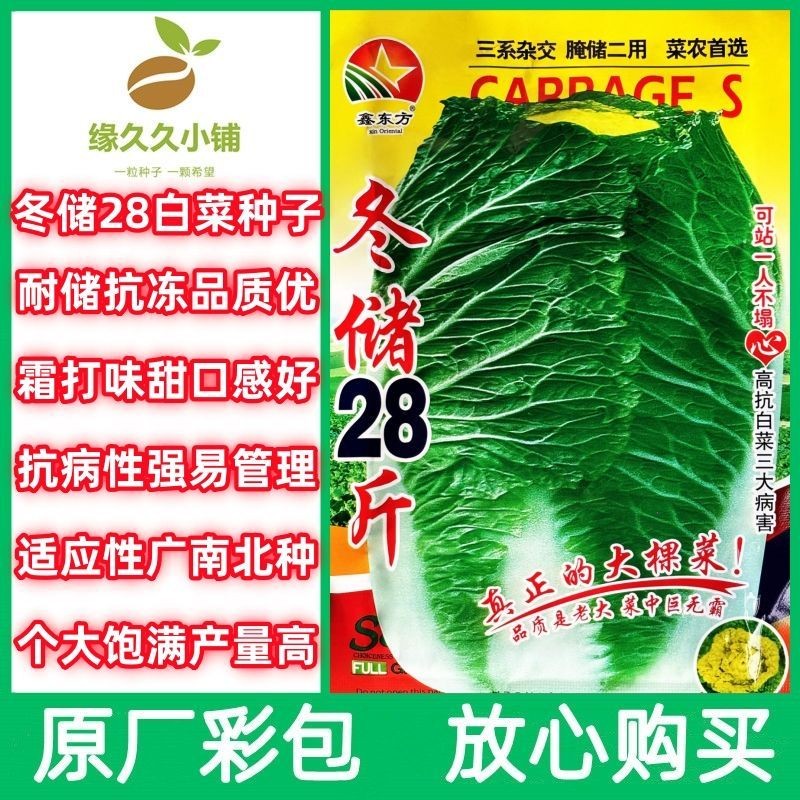 冬储28斤秋播大白菜种子