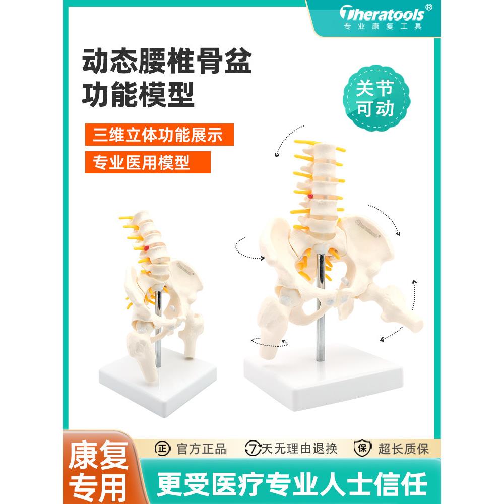 动态迷你腰椎骨盆模型关节可活动人体骨骼小康复女性脊柱骶髂骨架