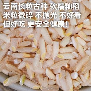 正宗籼米胚芽米大米五谷杂粮粥米全胚营养2024年新米糙米长粒胚芽