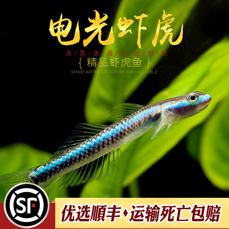 蓝面虾虎鱼 蓝脸侠电光枝桠鰕虎紫身黄瓜闪蓝枝牙热带观赏鱼小型