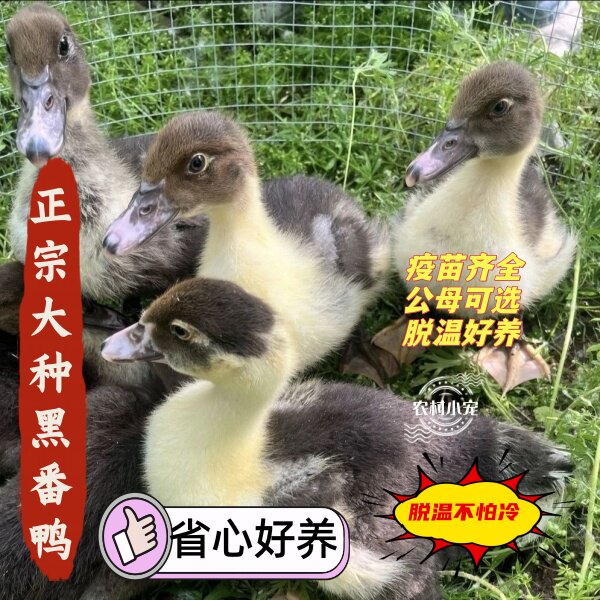 宠物鸭正宗福建大种黑番鸭西洋鸭火鸭豚鸭重脱温发货,宠物/宠物食品及用品,宠物鸭,淘宝优惠券,粉丝福利购,淘宝优惠卷