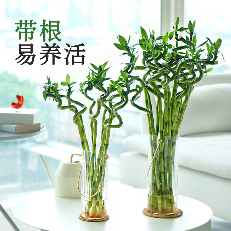 植乐曼转运竹盆栽绿植居家水培花卉绿植好养易活富贵竹