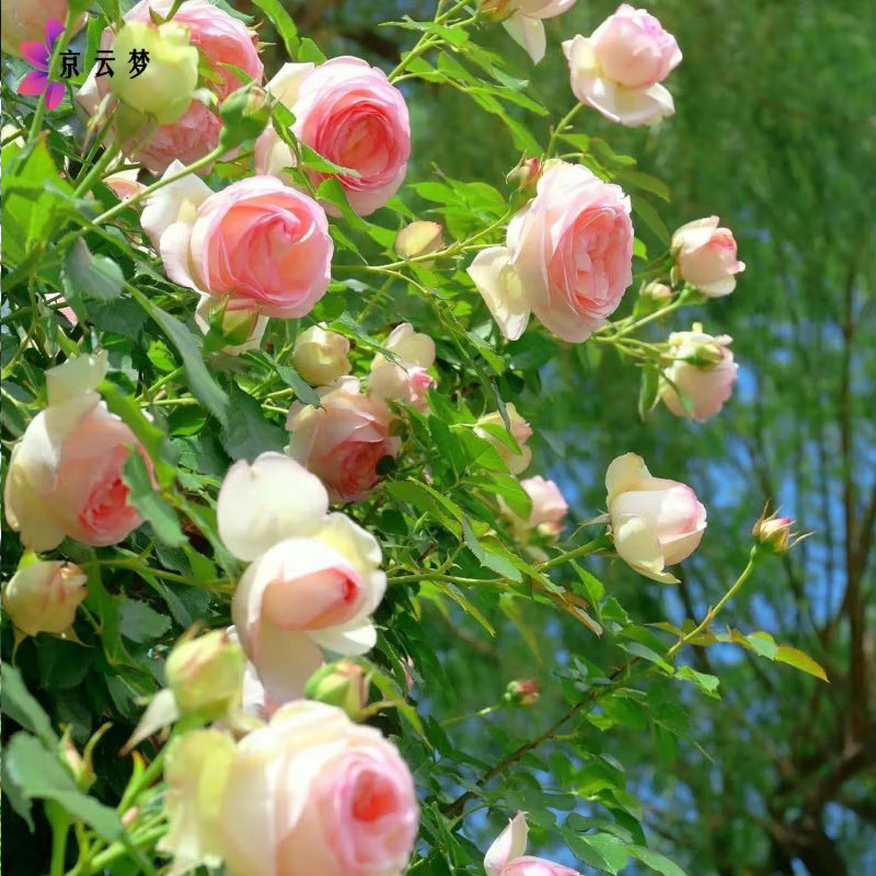 月季爬藤月季花苗四季开花浓香型