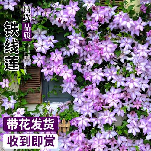 乌托邦铁线莲爬藤植物倒影