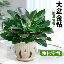 金钻盆栽绿萝萝绿公主室内植物花卉水培教室班级绿植室内办公桌面