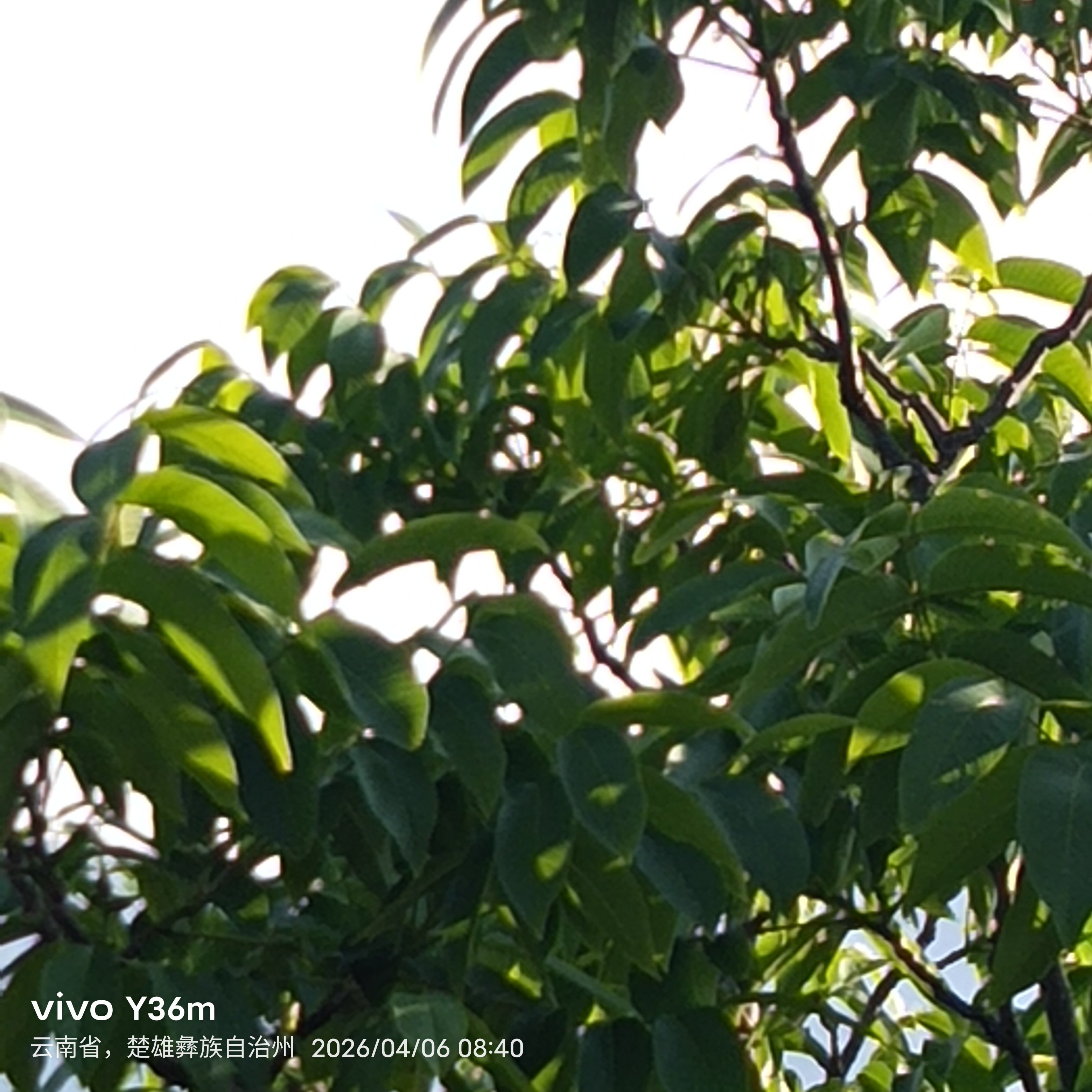 云南正品核桃叶新鲜核桃纯叶深山老树当季现采青核桃叶子清香图片