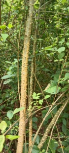 云南纯天然刺桐接骨木落地生根团叶刺桐木多年常青草本大型绿植