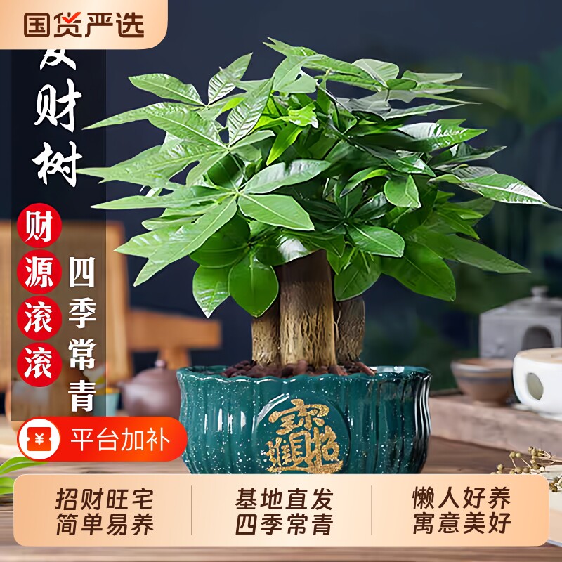 发财树盆栽室内植物旺宅客厅办公室桌面绿植四季好养净化空气适合