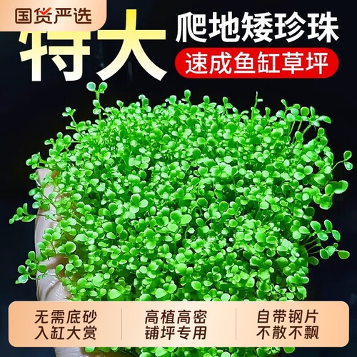花百年爬地矮珍珠水草净化水质