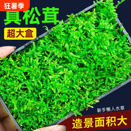 松茸莫斯水草鱼缸造景专用