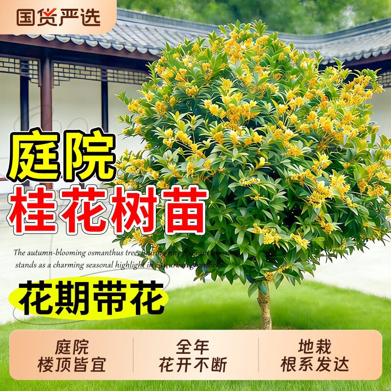 桂花树苗大树四季桂老桩庭院金桂八月桂室外种植别墅地栽花卉绿植