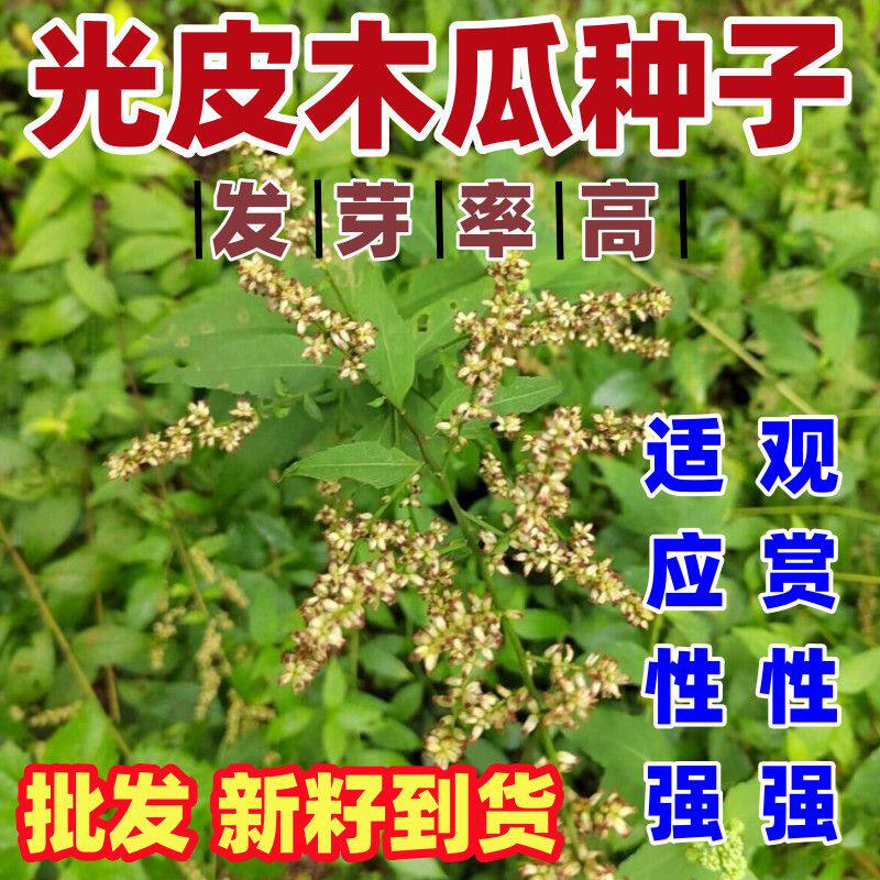 光皮木瓜种子木瓜树种子光皮木瓜种子光皮木瓜种子林木种子好吃