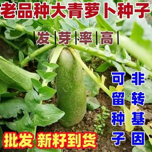 老品种大青萝卜种子甜脆种籽露头青萝卜种籽蔬菜种子清脆多汁好吃