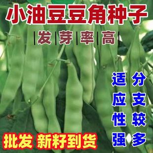 新籽农家小油豆豆角种子抗病高产适合露地保护地栽培优质豆角籽种