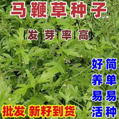 马鞭草种子马边草好铁梢