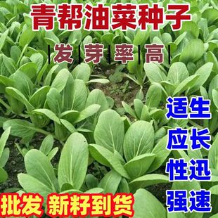 青菜种青帮油菜种子耐热脆嫩无丝青帮油菜种籽庭院盆栽四季可种