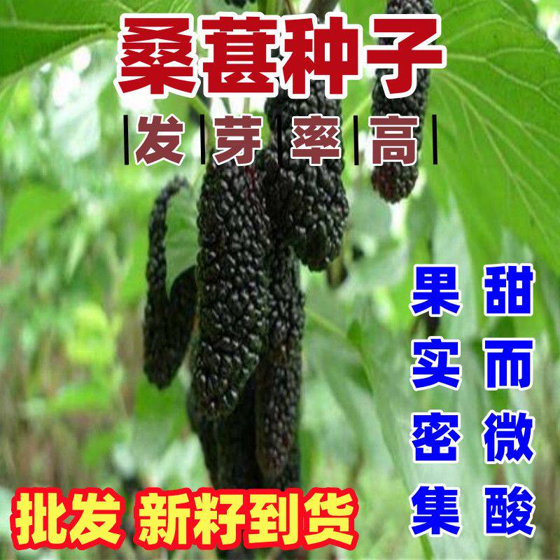 桑葚种子 春秋四季水果种子 盆栽花种子口感佳桑葚树果桑马桑酸甜