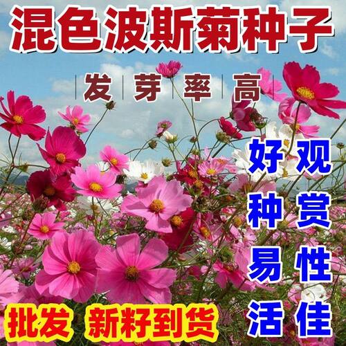 混色波斯菊种子籽七彩格
