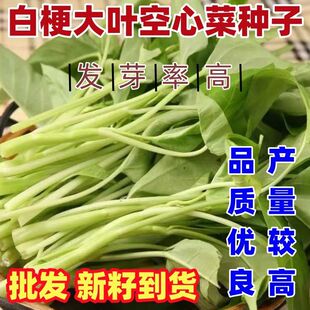 大叶白梗空心菜种子四季田园阳台通菜蕹菜籽春季青菜盆栽蔬菜种孑
