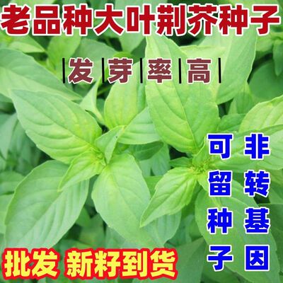 老品种大叶荆芥包邮论斤盆栽阳台蔬菜大叶荆芥种籽叶荆芥种子