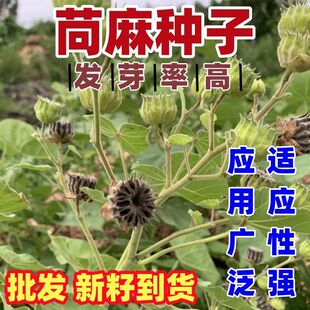 苘麻种子 青麻种籽 野苎麻 线麻冬葵种孑小苘子做麻绳用冬葵种籽
