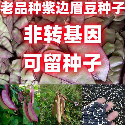 老品种紫边眉豆子大宽扁角