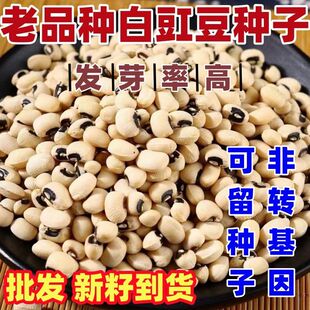 老品种白豇豆种子白饭豆种子白眉豆五谷杂粮白豇豆江豆煮粥白豆种