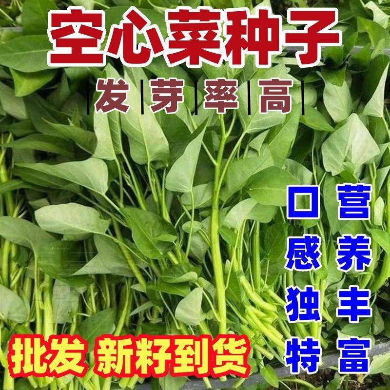大叶空心菜种籽论斤卖包邮多茬采收田园庭院蔬菜种大叶空心菜种子,鲜花速递/花卉仿真/绿植园艺,家庭园艺种子,淘宝优惠券,粉丝福利购,淘宝优惠卷