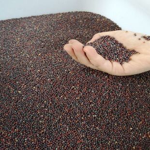 老品种甜春菜种子无渣甜脆小白菜种籽春秋农家菜园庭院阳台盆栽蔬