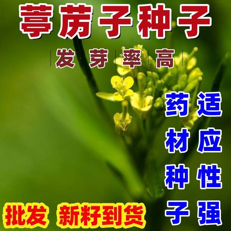 葶苈子种子中药材南葶苈子甜葶苈子野生独行菜北葶苈苦葶苈籽草本