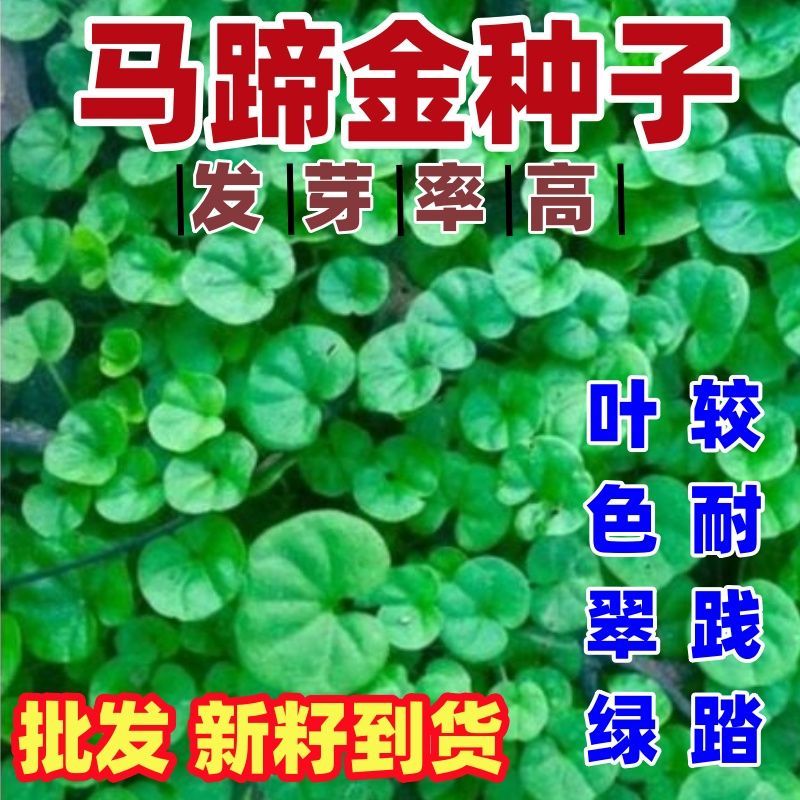 马蹄金种子盆栽花园小铜钱草种子草坪种子小金钱草籽易种家庭绿化