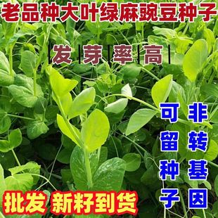 老品种大叶绿麻豌豆种子可土培割茬包邮种籽包邮可留种子