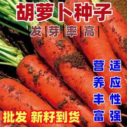 胡萝卜种子新籽到货包邮销售按斤庭院田园农田蔬菜种子