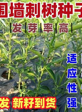 围墙种子铁篱笆刺树荆棘