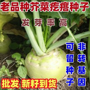 老品种光头芥菜种籽疙瘩辣菜盘菜咸菜大头菜种子蔬菜种子
