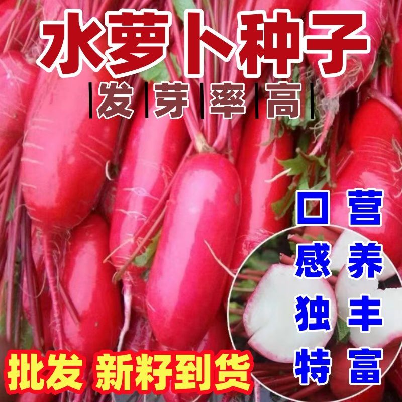 水萝卜种子甜脆农家老品