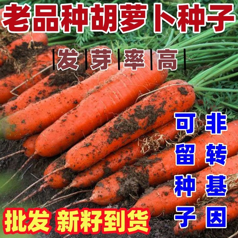 老品种红萝卜种子本地胡