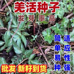 羌活种子四季种植用种籽籽多年生简单易种羌活苗药材种籽