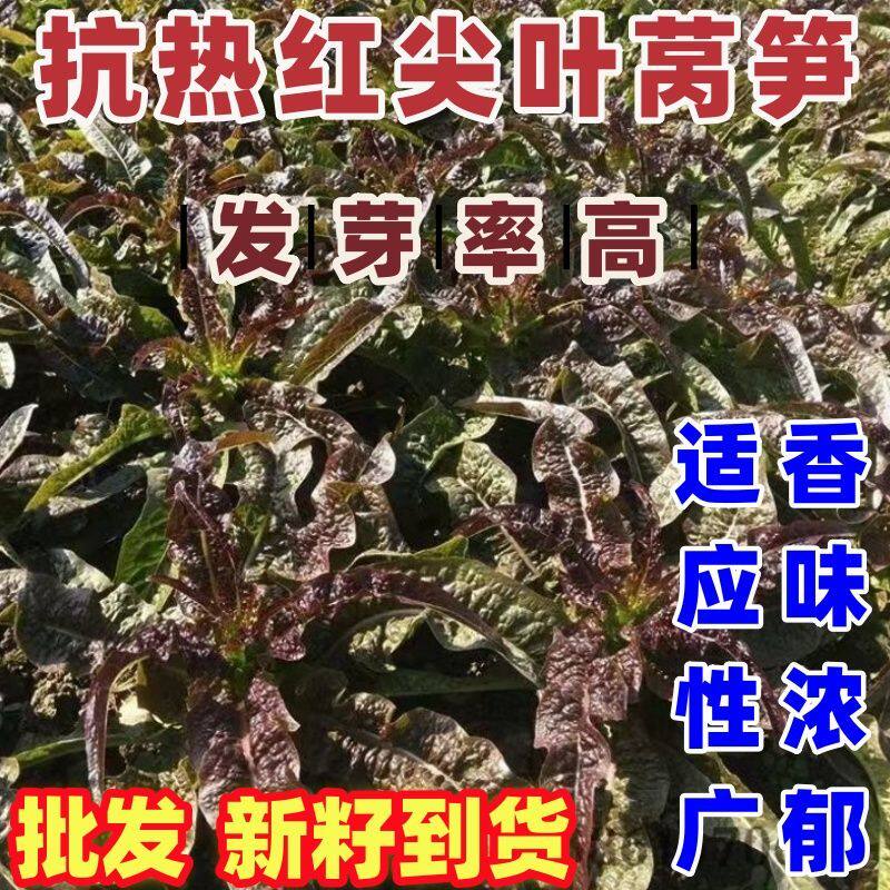 抗热红莴笋种籽红尖叶皮红肉绿脆嫩清香种子耐寒蔬菜种子红皮正宗