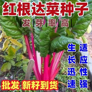 红根达种子甜叶菜种子牛皮菜种子甜菜根红根达种子四季播蔬菜种籽