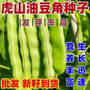 虎山油豆角种子黑龙江蔬菜种子挂满架绿油豆搭架好吃包邮