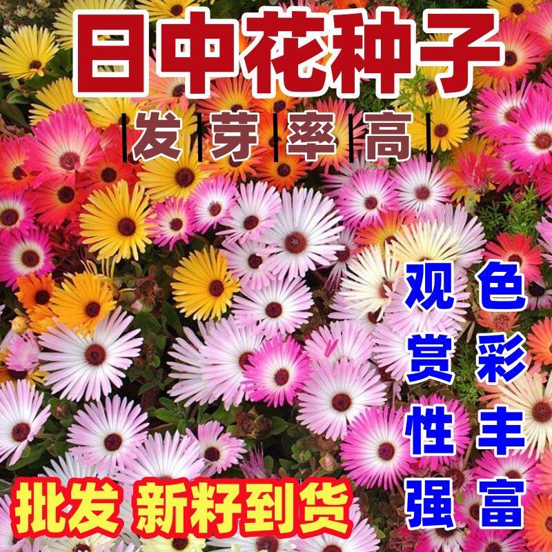 日中花种子花草四季可播简单易种室内阳台盆栽花卉花籽日中花种子